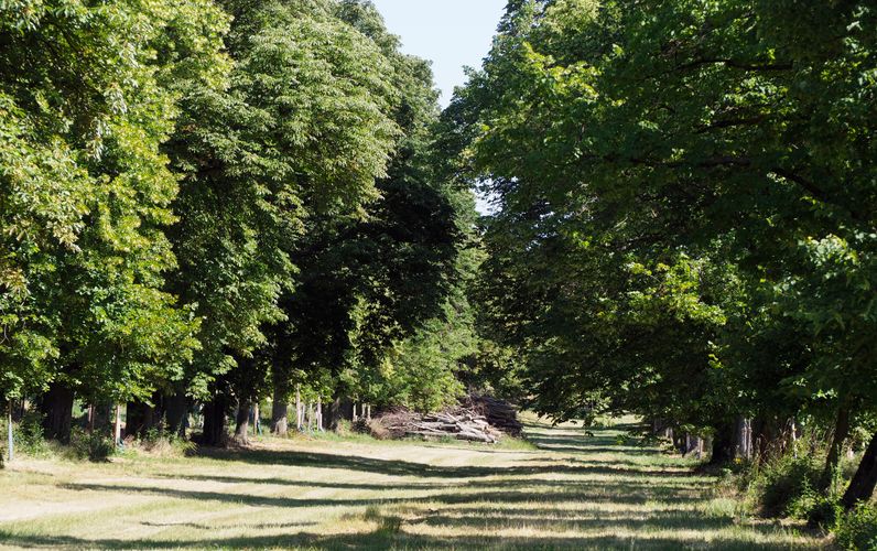 Naturdenkmal Lindenallee bei Ladendorf