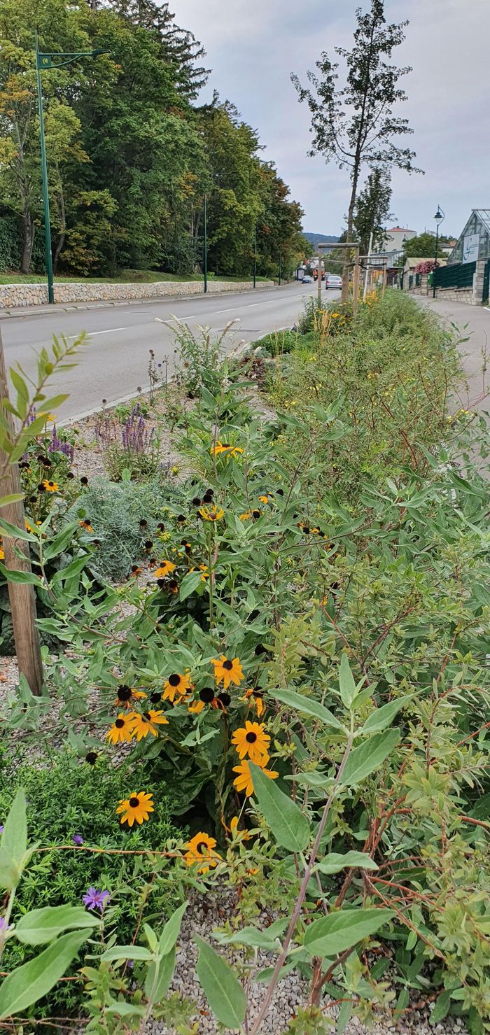 Schwammstadt Mödling