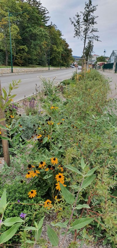 ORTE_Stadtgespraech_Krems_ Schwammstadt Moedling